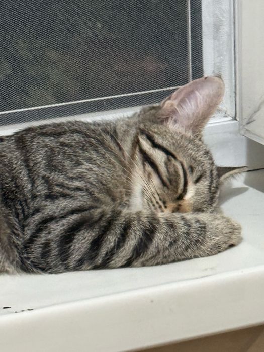 Отдам кота с добрые руки