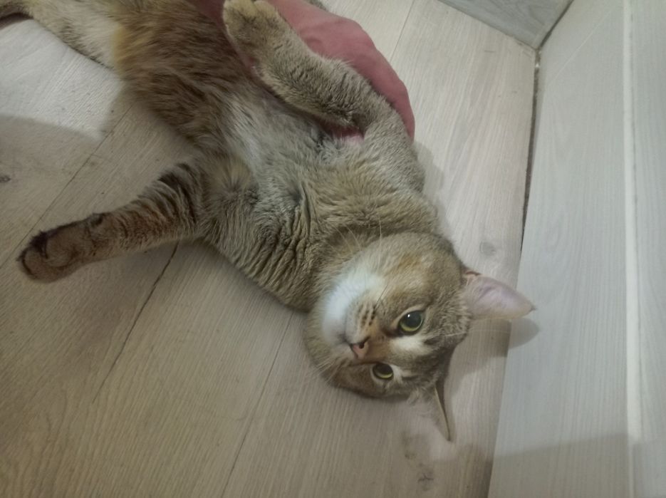 Zolotay shinshila sotiladi parodali emlangan mushuk