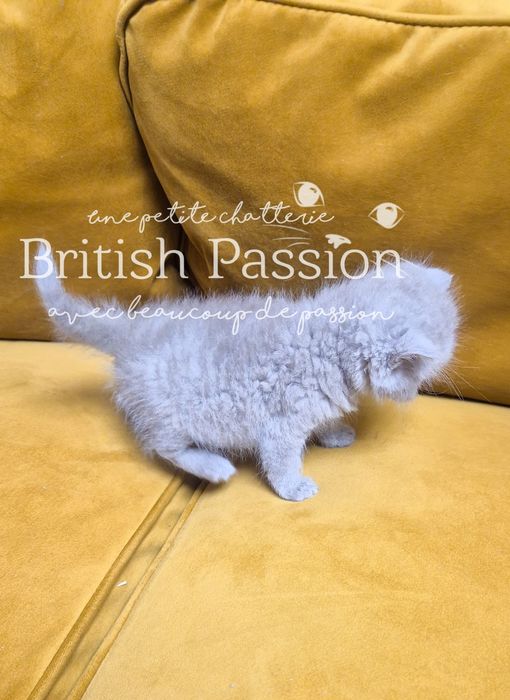 British Shorthair Lilac - femela cu Pedigree!