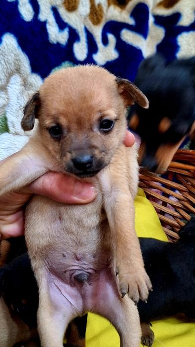 Мини Той-терьеры