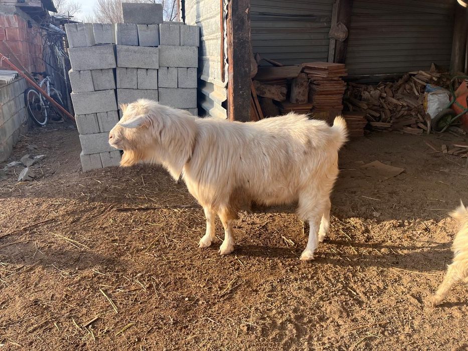 пішілген теке сатылады