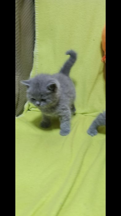 Чистокровные шотланки