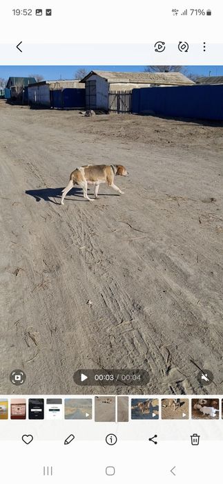 Русская гончая (гончак)