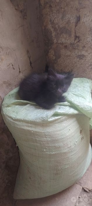 Muwukcha 1yarim oylik