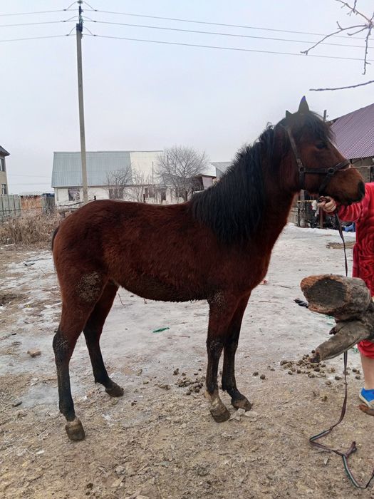 Продам жеребеца 3,5 года