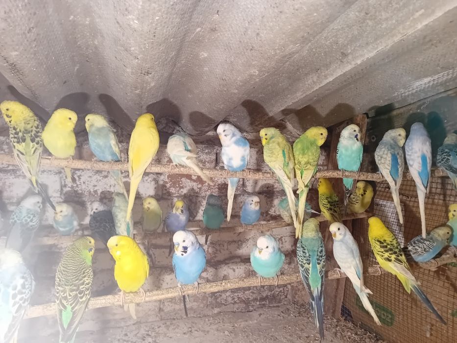 Peruși de vânzare  35 lei la angro  30 bucăți