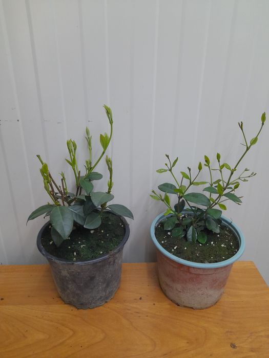 Жасмин 3-цвята (Вечнозелен)