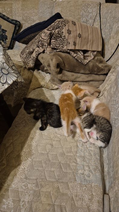 Подарявам  шепичка любов-5 малки, сладки котенца
