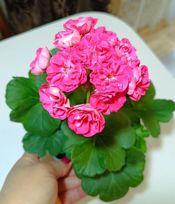 Фиалка сортовая поцелуй, пеларгонии, герань.