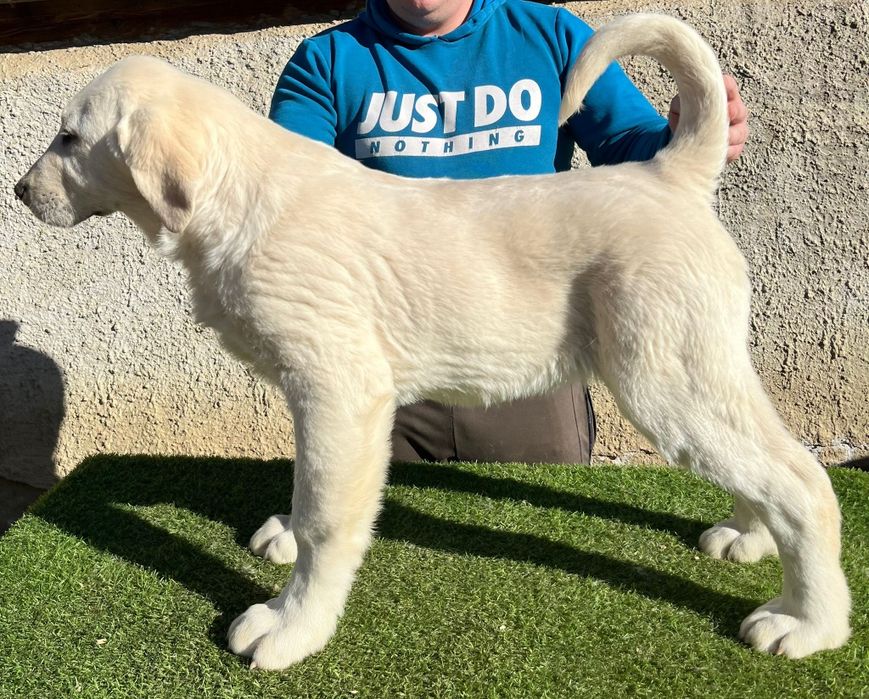 Catel Ciobanesc de Asia Centrala