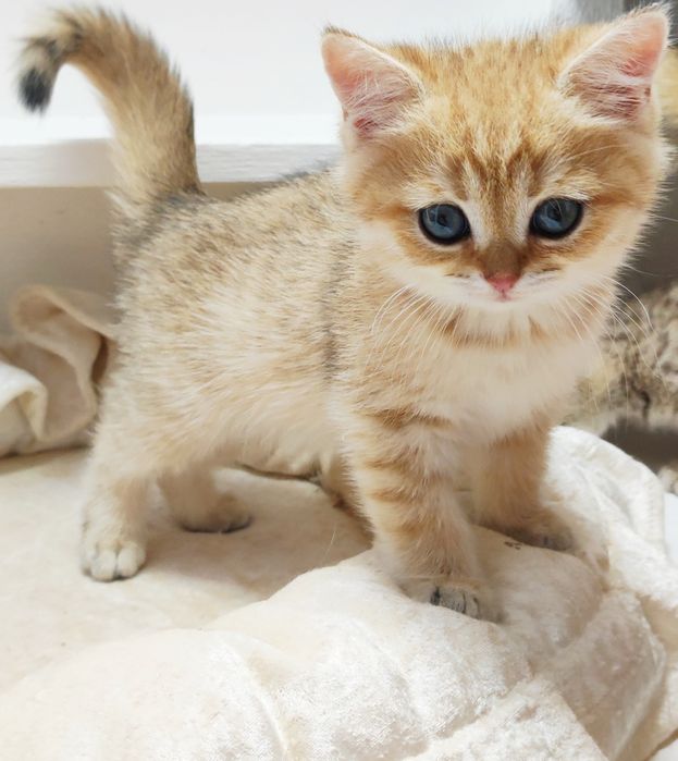 КоТики БриТансКие зоЛоТо