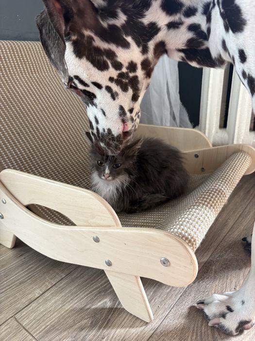 Котенок , мальчик