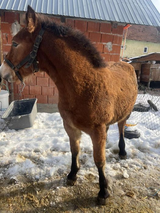 Vând mânz de 5 luni