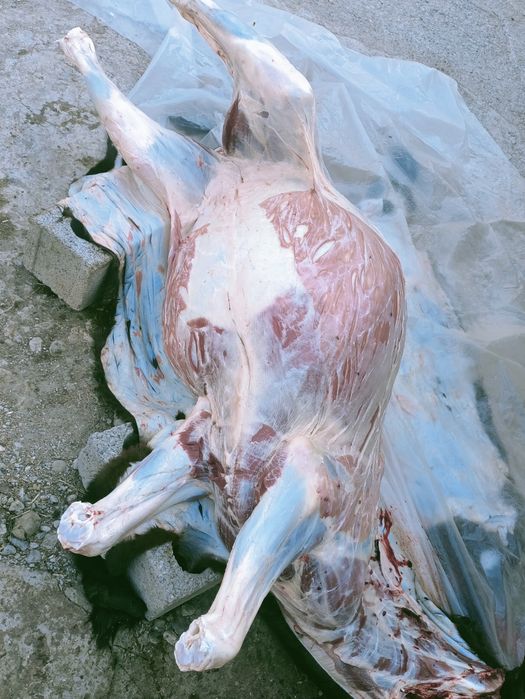 Жылқы еті соғым 1.5жасар