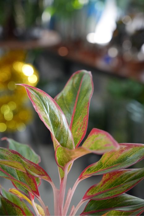 Аглаонема Ред фаир