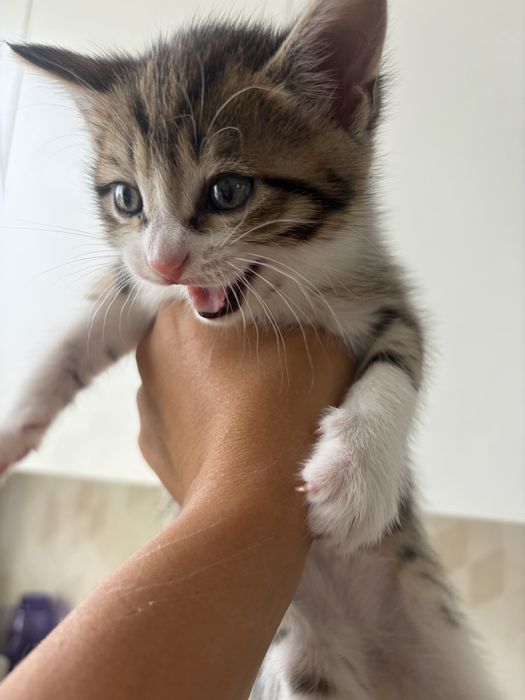 Отдам котенка мальчик