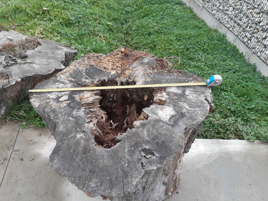 Buturuga decorativa sau  o cioata scorburoasa