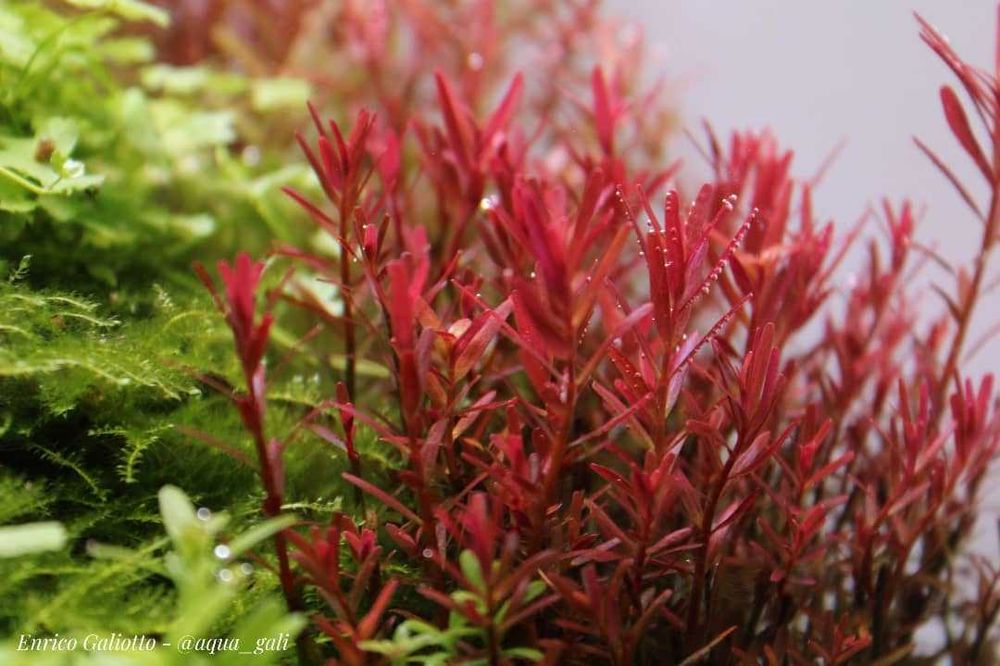 Аквариумное растение    Ротала Хра (Rotala H'Ra)