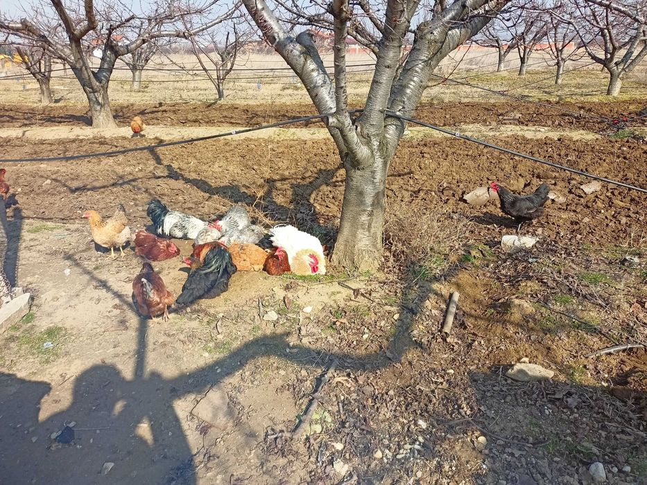 Петли млади на 1 година