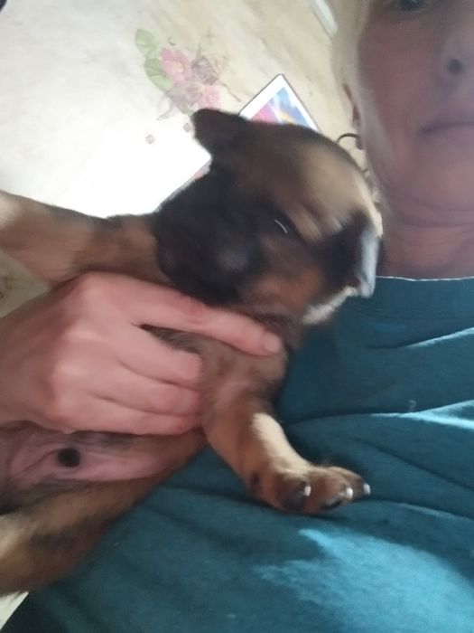 Щенки в добрые руки