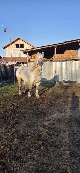 Iapă de vânzare   .