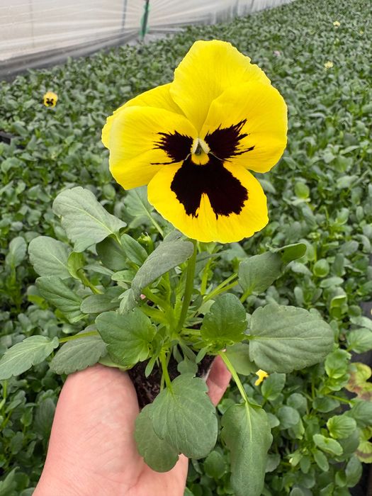 Теменужки в табли