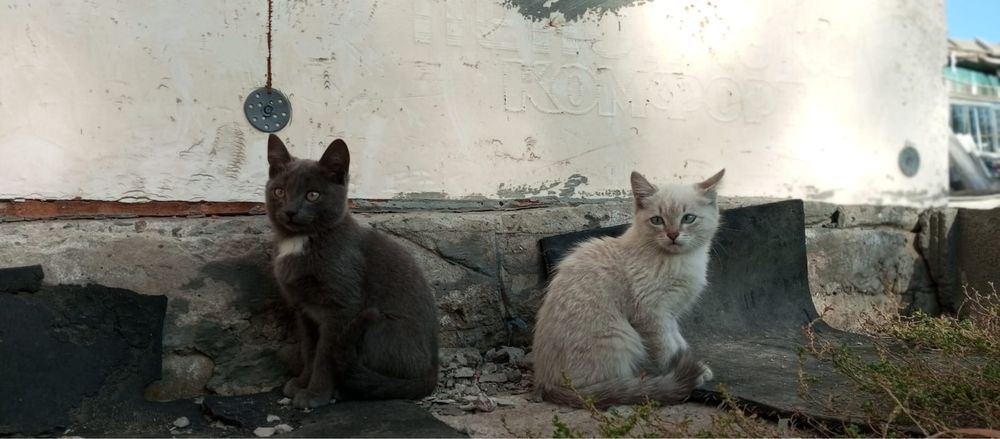 Отдам котят в добрые руки