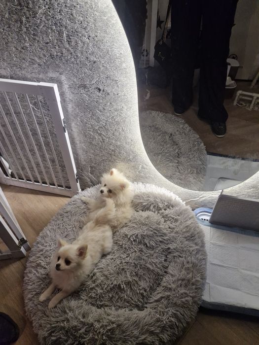 Пропали два щенка  шпиц