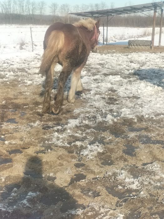 Manză Poloneză de  7 luni