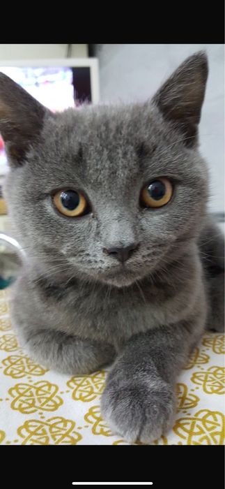 Отдам кошку в добрые руки