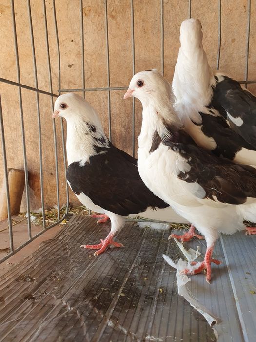 Vând porumbei jucatori