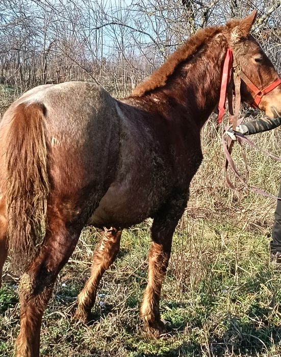 Vand mânz din cai grei