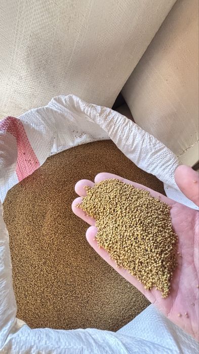 Семена клевера. Жоңыршқа ұрық