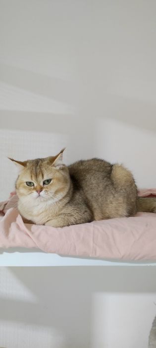 Британские шиншиллы 9 мес