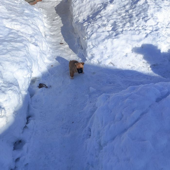 Отдам щенка в хорошие руки