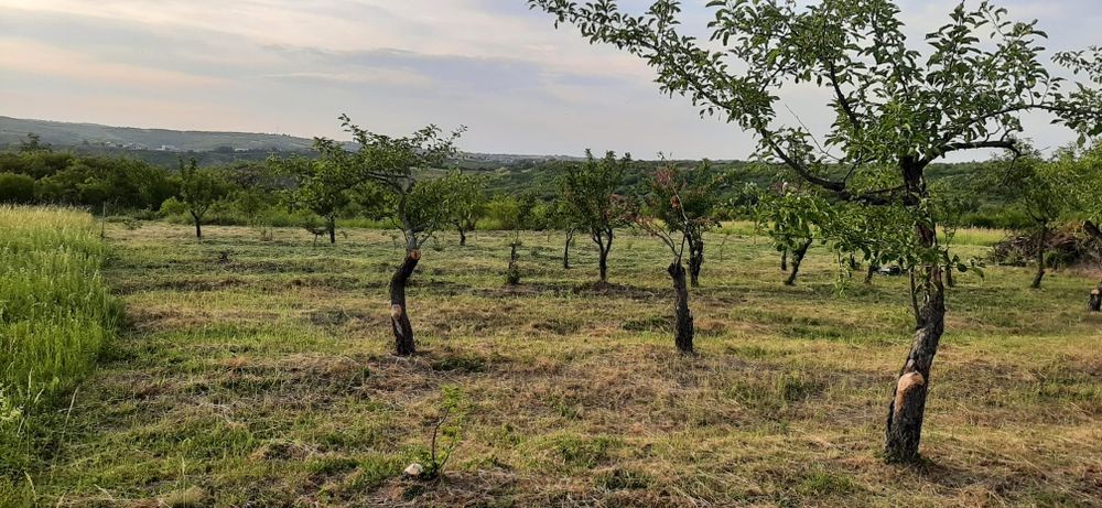 Vând teren intravilan 3570 mp Piatra Craiului cu 65€/mp