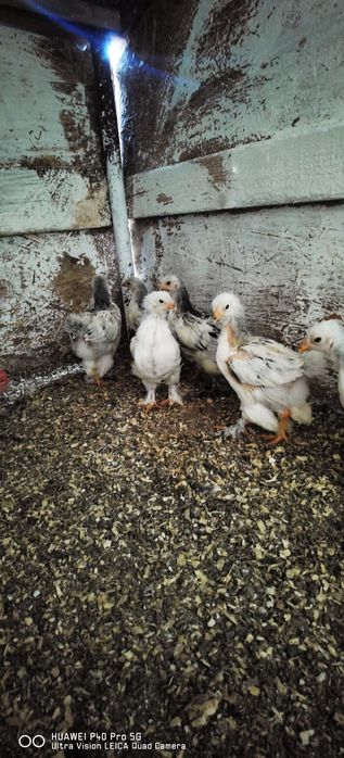 De vanzare pui Brahma hd