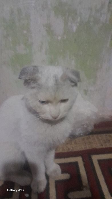 Skotish fold mushuk zoti.Yosh mushuk.Emlangan.