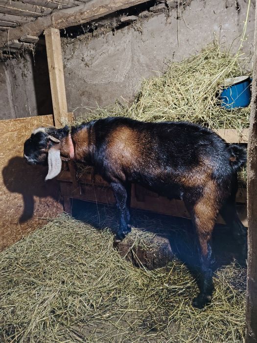 Tap anglonubian de vanzare