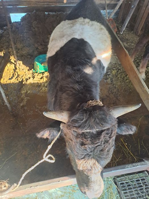 Продам быка 1,5года