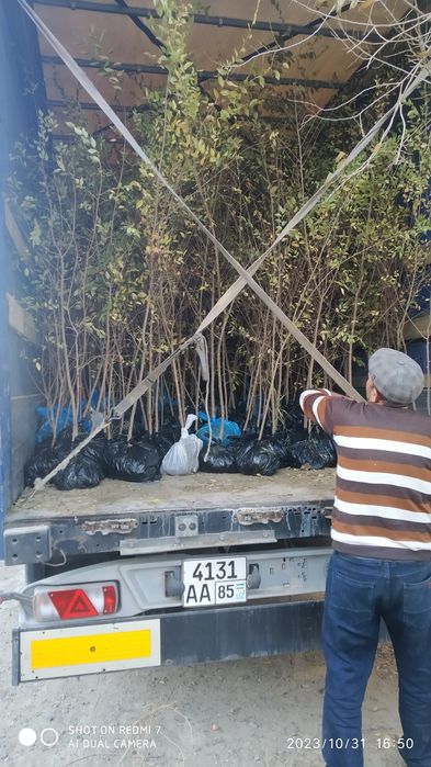 Yashil makon loyihasi uchun turli xil manzarali koʻchatlar sotiladi