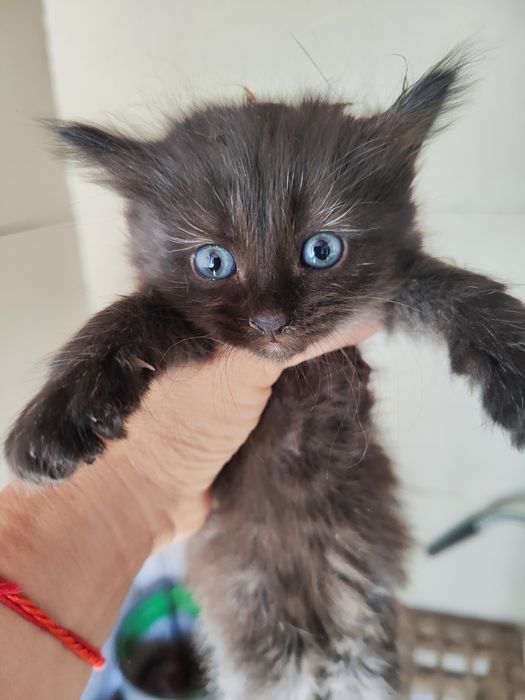 Отдам Котят в добрые руки