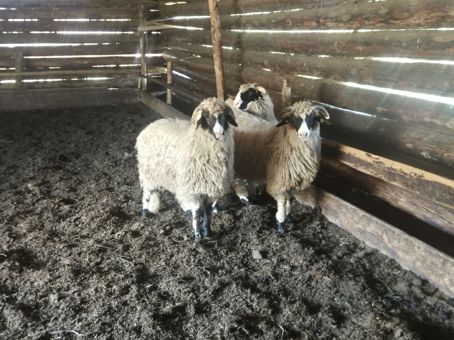 Disponibili berbecuți.