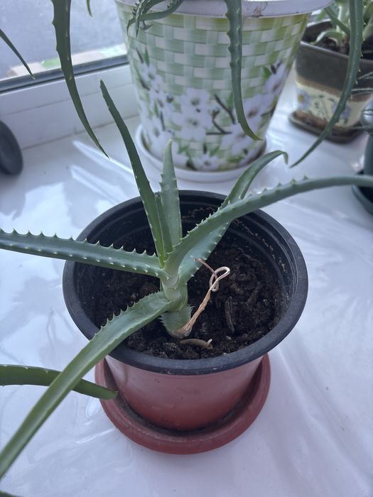 Алоэ молодой 1000