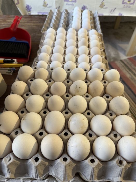 Разплодени яйца от Бял Легхорн
