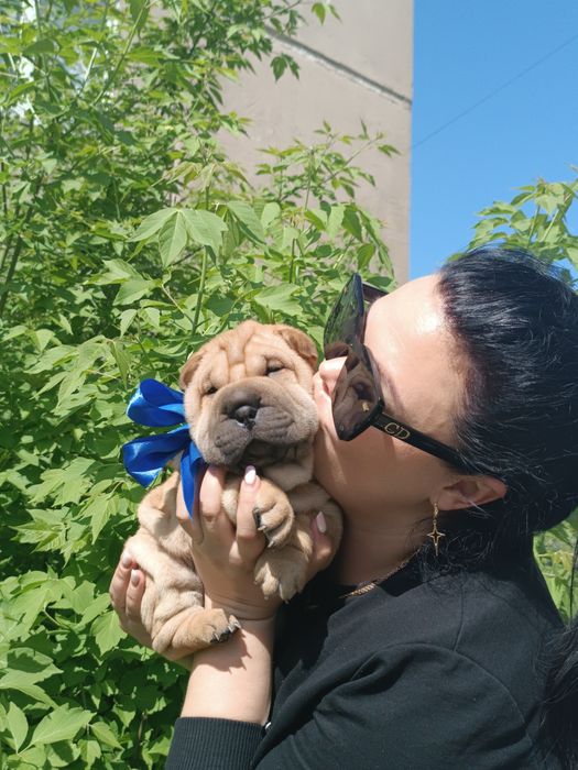 Продаются щенки шарпея