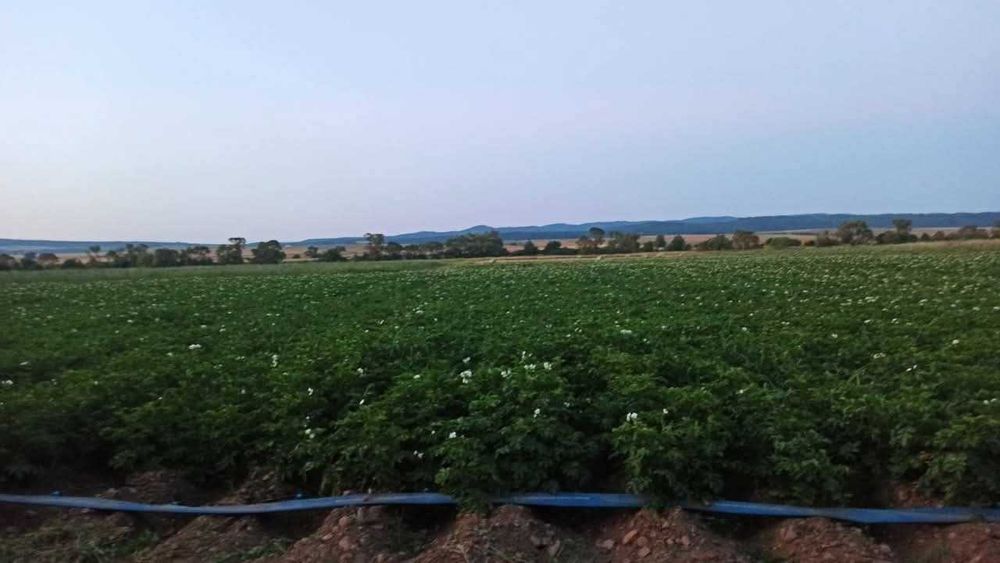 Продавам Картофи, сорт Сорая