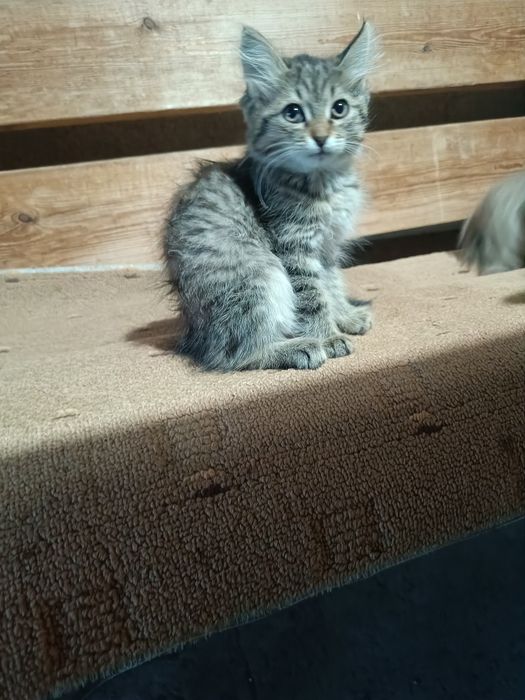 Отдадим котят в добрые руки!