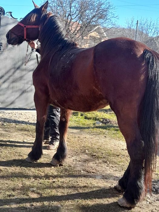 Vând iapă de 9 ani cu acte garantată de tras