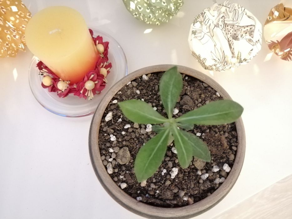 Trandafir de Deșert (Adenium Obesum) 6 luni - Plantă de Interior Exotică